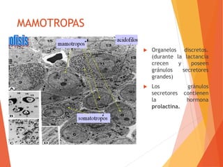 MAMOTROPAS
 Organelos discretos.
(durante la lactancia
crecen y poseen
gránulos secretores
grandes)
 Los gránulos
secretores contienen
la hormona
prolactina.
 