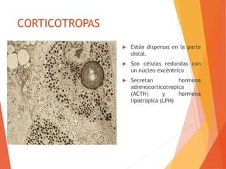 CORTICOTROPAS
 Están dispersas en la parte
distal.
 Son células redondas con
un núcleo excéntrico
 Secretan hormona
adrenocorticotropica
(ACTH) y hormona
lipotropica (LPH)
 
