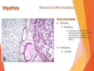 Estructura Microscópica
Parte Intermedia
 Células:
 Basófilas:
 Sintetizan la prohormona
propiomelanocortina (PMOC)
que formara: hormona
estimulante del melanocito
(MSH)
 Folículos:
 Coloide
 