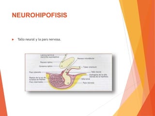 NEUROHIPOFISIS
 Tallo neural y la pars nervosa.
 