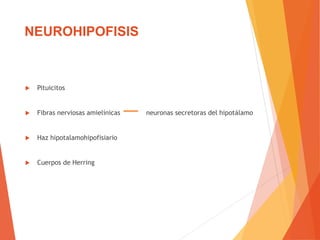 NEUROHIPOFISIS
 Pituicitos
 Fibras nerviosas amielínicas neuronas secretoras del hipotálamo
 Haz hipotalamohipofisiario
 Cuerpos de Herring
 