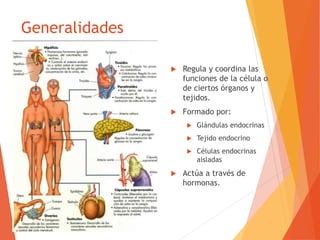 Generalidades
 Regula y coordina las
funciones de la célula o
de ciertos órganos y
tejidos.
 Formado por:
 Glándulas endocrinas
 Tejido endocrino
 Células endocrinas
aisladas
 Actúa a través de
hormonas.
 