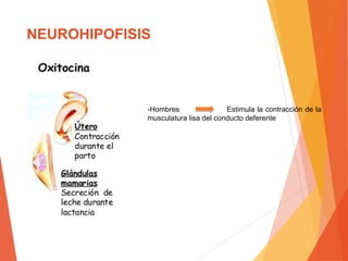 NEUROHIPOFISIS
-Hombres Estimula la contracción de la
musculatura lisa del conducto deferente
 
