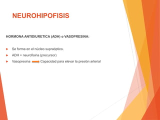 NEUROHIPOFISIS
HORMONA ANTIDIURETICA (ADH) o VASOPRESINA:
 Se forma en el núcleo supraóptico.
 ADH + neurofisina (precursor)
 Vasopresina Capacidad para elevar la presión arterial
 