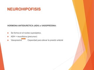 NEUROHIPOFISIS
HORMONA ANTIDIURETICA (ADH) o VASOPRESINA:
 Se forma en el núcleo supraóptico.
 ADH + neurofisina (precursor)
 Vasopresina Capacidad para elevar la presión arterial
 