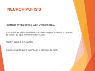NEUROHIPOFISIS
HORMONA ANTIDIURETICA (ADH) o VASOPRESINA:
-En los riñones, actúa sobre los tubos colectores para aumentar la cantidad
de canales de agua en membranas celulares.
CORRELACIONES CLÍNICAS:
Diabetes insípida: por la ausencia de la secreción de ADH.
 