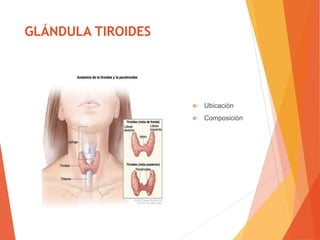 GLÁNDULA TIROIDES
 Ubicación
 Composición
 