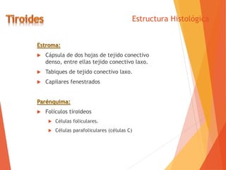 Estructura Histológica
Estroma:
 Cápsula de dos hojas de tejido conectivo
denso, entre ellas tejido conectivo laxo.
 Tabiques de tejido conectivo laxo.
 Capilares fenestrados
Parénquima:
 Folículos tiroideos
 Células foliculares.
 Células parafoliculares (células C)
 