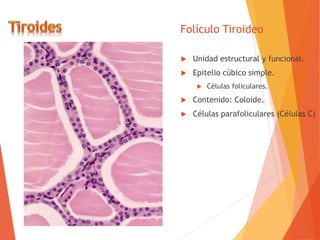 Folículo Tiroideo
 Unidad estructural y funcional.
 Epitelio cúbico simple.
 Células foliculares.
 Contenido: Coloide.
 Células parafoliculares (Células C)
 