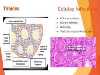 Células foliculares
 Cúbicas o planas.
 Núcleo esférico.
 Basófilas.
 Vesículas o gránulos apicales.
 