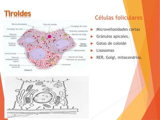 Células foliculares
 Microvellosidades cortas
 Gránulos apicales.
 Gotas de coloide
 Lisosomas
 RER, Golgi, mitocondrias.
 
