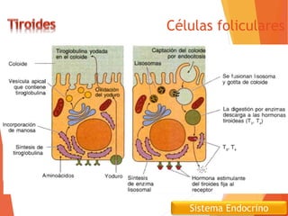 Sistema Endocrino
Células foliculares
 Función
 