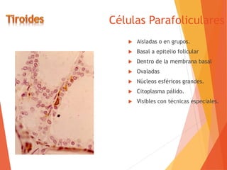 Células Parafoliculares
 Aisladas o en grupos.
 Basal a epitelio folicular
 Dentro de la membrana basal
 Ovaladas
 Núcleos esféricos grandes.
 Citoplasma pálido.
 Visibles con técnicas especiales.
 
