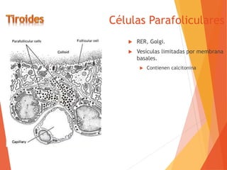 Células Parafoliculares
 RER, Golgi.
 Vesículas limitadas por membrana
basales.
 Contienen calcitonina
 