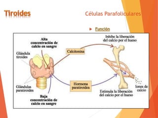 Células Parafoliculares
 Función
 