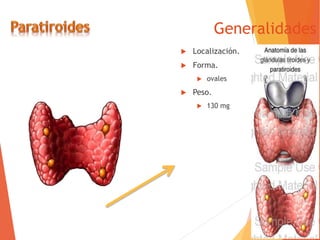 Generalidades
 Localización.
 Forma.
 ovales
 Peso.
 130 mg
 