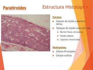 Estructura Histológica
Estroma
 Cápsula de tejido conectivo
denso.
 Tabiques de tejido conectivo con:
 Red de fibras reticulares
 Tejido adiposo
 Capilares fenestrados
Parénquima:
 Células Principales
 Células oxífilas
 