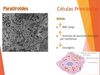 Células Principales
Activas
 RER, Golgi.
 Gránulos de secreción limitados
por membrana.
 Glucógeno.
 