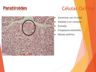 Células Oxífilas
 Aumentan con la edad
 Aisladas o en cúmulos.
 Grandes
 Citoplasma eosinófilo
 Núcleo esférico
 