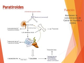 Función
Mantienen la
concentración de
Calcio en líquidos y
tejidos
 