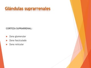 CORTEZA SUPRARRENAL:
 Zona glomerular
 Zona fasciculada
 Zona reticular
 