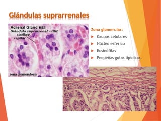 Zona glomerular:
 Grupos celulares
 Núcleo esférico
 Eosinófilas
 Pequeñas gotas lipídicas.
 