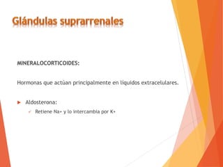 MINERALOCORTICOIDES:
Hormonas que actúan principalmente en líquidos extracelulares.
 Aldosterona:
 Retiene Na+ y lo intercambia por K+
 