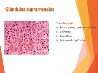 Zona Reticular:
 Reticulado de cordones celulares.
 Cilíndricas
 Eosinófilas
 Gránulos de lipofuscina
 