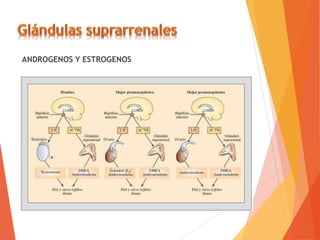 ANDROGENOS Y ESTROGENOS
 