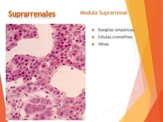 Medula Suprarrenal
 Ganglios simpáticas.
 Células cromafines
 Vénas
 