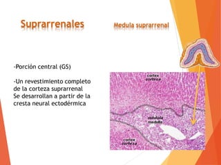 -Porción central (GS)
-Un revestimiento completo
de la corteza suprarrenal
Se desarrollan a partir de la
cresta neural ectodérmica
Suprarrenales Medula suprarrenal
 