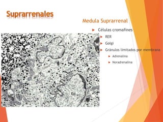 Medula Suprarrenal
 Células cromafines
 RER
 Golgi
 Gránulos limitados por membrana
 Adrenalina
 Noradrenalina
 