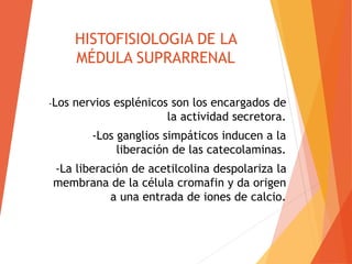HISTOFISIOLOGIA DE LA
MÉDULA SUPRARRENAL
-Los nervios esplénicos son los encargados de
la actividad secretora.
-Los ganglios simpáticos inducen a la
liberación de las catecolaminas.
-La liberación de acetilcolina despolariza la
membrana de la célula cromafin y da origen
a una entrada de iones de calcio.
 