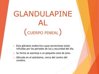 GLANDULAPINE
AL
(CUERPO PINEAL)
 Esta glándula endocrina cuyas secreciones están
influidas por los periodos de luz y oscuridad del día.
 Su forma se asemeja a un pequeño cono de pino.
 Ubicada en el epitalamo, cerca del centro del
cerebro.
 