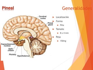 Generalidades
 Localización
 Forma
 Piña
 Tamaño
 8 x 4 mm
 Peso
 150mg
 