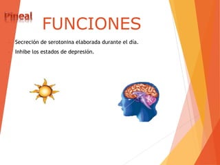FUNCIONES
• Secreción de serotonina elaborada durante el día.
• Inhibe los estados de depresión.
•
 