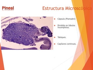 Estructura Microscópica
 Cápsula (Piamadre)
 Dividida en lóbulos
incompletos.
 Tabiques.
 Capilares continuos.
.
 