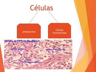 Células
pinealocitos
Células
intersticiales
 