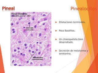 Pinealocitos
 Dilataciones terminales.
 Poco Basófilos.
 Un citoesqueleto bien
desarrollado.
 Secreción de melatonina y
serotonina.
 
