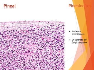 Pinealocitos
 Nucléolo
prominente.
 Un aparato de
Golgi pequeño.
 