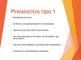 Pinealocitos tipo 1
 Pinealocitos de la luz.
 Se tiñen a una baja densidad en el microscopio.
 Aparecen mas claros ante el ojo humano.
 Son mas numerosos en los niños y en los adultos que
los de tipo 2.
 Son mas activos debido a la presencia de mitocondrias.
 Contienen el neurotransmisor serotonina.
 