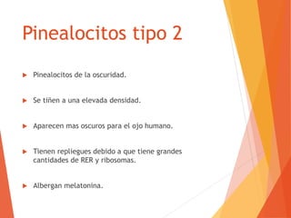 Pinealocitos tipo 2
 Pinealocitos de la oscuridad.
 Se tiñen a una elevada densidad.
 Aparecen mas oscuros para el ojo humano.
 Tienen repliegues debido a que tiene grandes
cantidades de RER y ribosomas.
 Albergan melatonina.
 