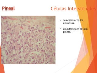 Células Intersticiales
• semejanza con los
astrocitos.
• abundantes en el tallo
pineal.
 