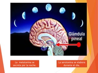 La melatonina se
secreta por la noche.
La serotonina se elabora
durante el día.
 