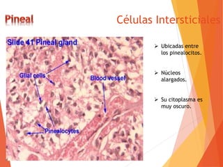 Células Intersticiales
 Ubicadas entre
los pinealocitos.
 Núcleos
alargados.
 Su citoplasma es
muy oscuro.
 