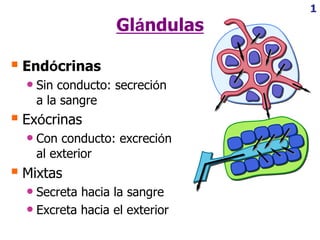 1
Glándulas
 Endócrinas
• Sin conducto: secreción
a la sangre
 Exócrinas
• Con conducto: excreción
al exterior
 Mixtas
• Secreta hacia la sangre
• Excreta hacia el exterior
 