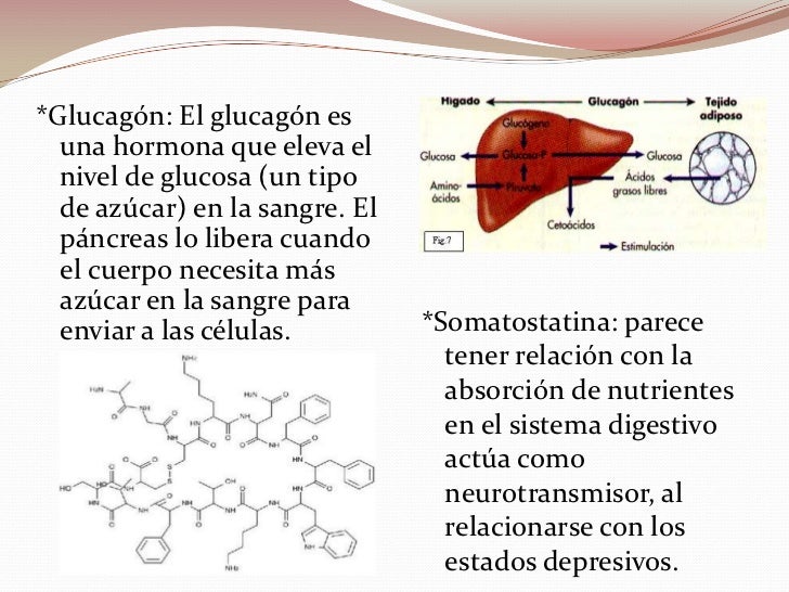 Sistema endocrino II Sistema endocrino II