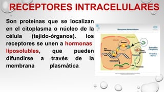 RECEPTORES INTRACELULARES
Son proteínas que se localizan
en el citoplasma o núcleo de la
célula (tejido-órganos). los
receptores se unen a hormonas
liposolubles, que pueden
difundirse a través de la
membrana plasmática.
 