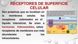 RECEPTORES DE SUPERFICIE
CELULAR
Son proteínas que se localizan en
la membrana celular. los
receptores sobresalen en el
líquido intersticial. Se unen a
hormonas hidrosolubles, estos
receptores de membrana son más
abundantes que los
intracelulares.
 