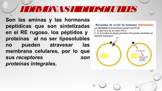 HORMONASHIDROSOLUBLES
Son las aminas y las hormonas
peptídicas que son sintetizadas
en el RE rugoso. los péptidos y
proteínas al no ser liposolubles
no pueden atravesar las
membrana celulares, por lo que
sus receptores son
proteínas integrales.
 